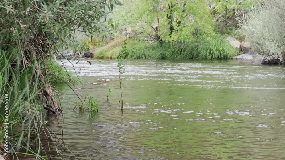 Water flowing through a river with vegetation on the shore Water flowing through a river with vegetation on the shore