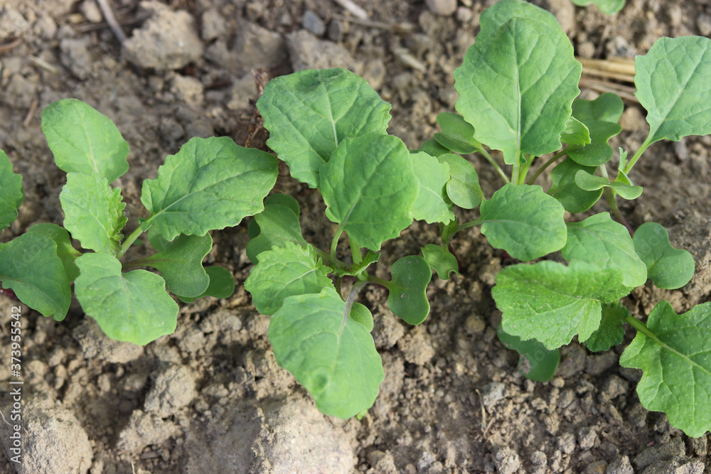 Young green plant of rapeseed Young green plant of rapeseed