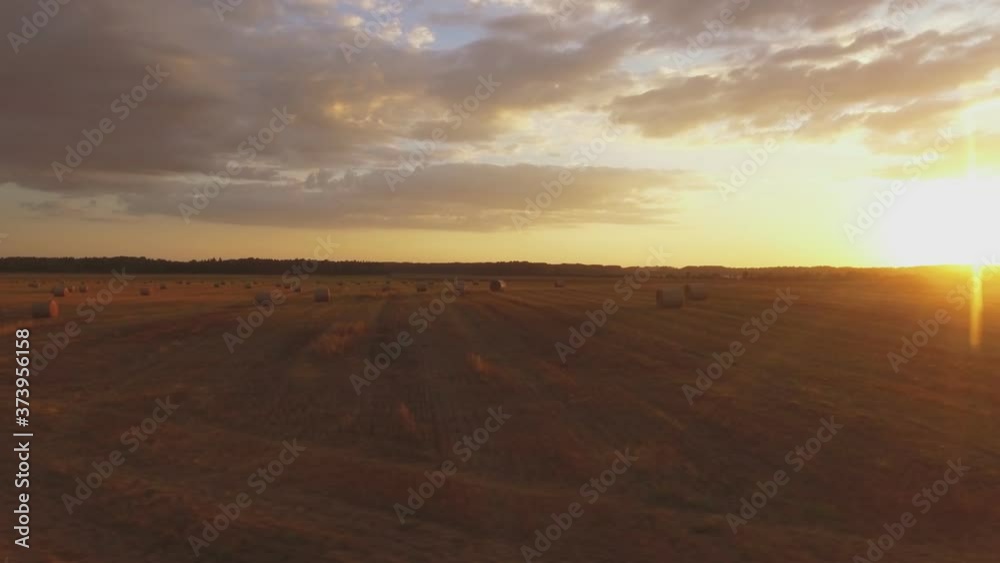 Hay Rolls In Harvested Agricultural Fields On A Sunny Evening At Sunset. Aerial Low Track Left Hay Rolls In Harvested Agricultural Fields On A Sunny Evening At Sunset. Aerial Low Track Left