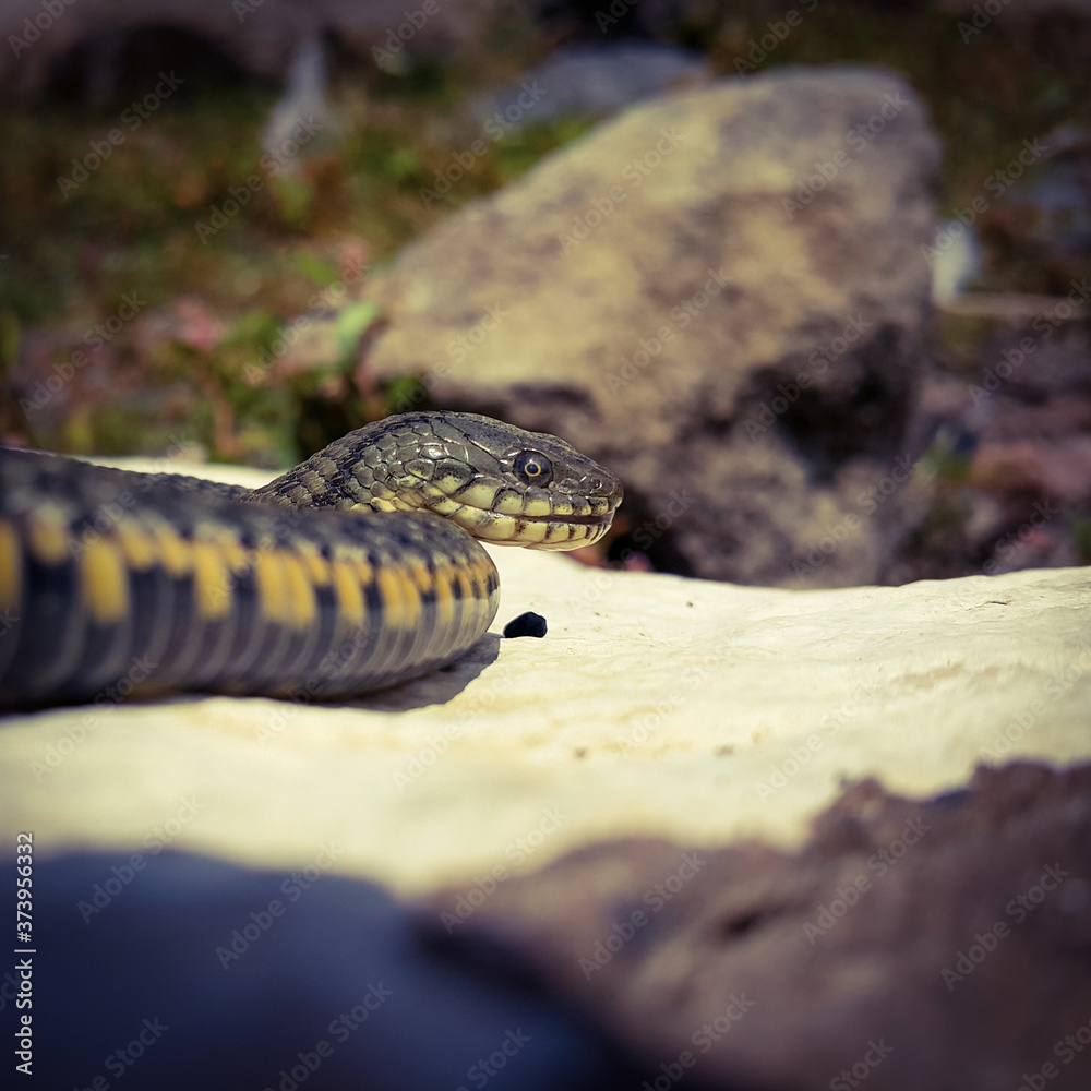Selective focus on the reptile's head. Common Water Snake (Natrix). The snake Natrix lies on a white stone. Python is black and orange. The Mora snake looks ahead. Square footage. Selective focus on the reptile's head. Common Water Snake (Natrix). The snake Natrix lies on a white stone. Python is black and orange. The Mora snake looks ahead. Square footage.