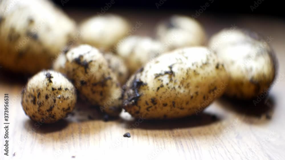 Homegrown organic potatoes shallow focus covered in soil on wooden kitchen surface left pull back dolly Homegrown organic potatoes shallow focus covered in soil on wooden kitchen surface left pull back dolly