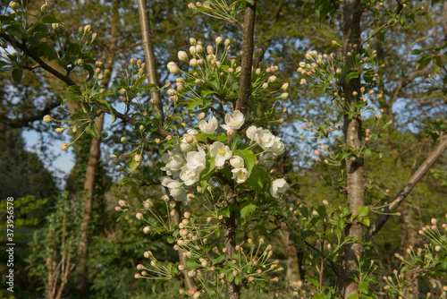 Early Morning Sun on the Spring White Blossom of a Crab Apple Tree  Malus  Indian Magic   Growing in a Woodland Garden in Rural Devon  England  UK