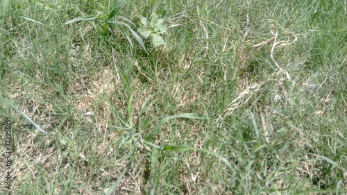 grass in the wind