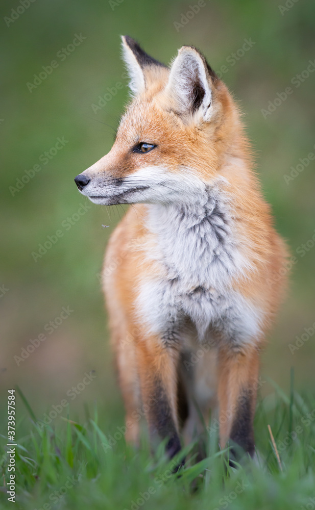 Red fox kit in the wild