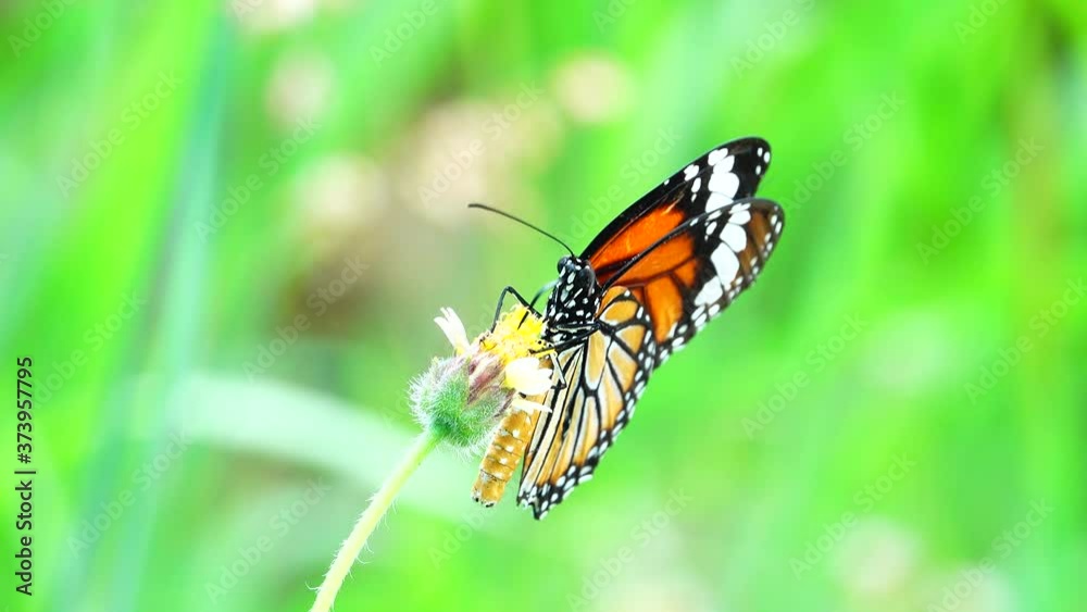 Thai butterfly in pasture flowers Insect outdoor nature Thai butterfly in pasture flowers Insect outdoor nature