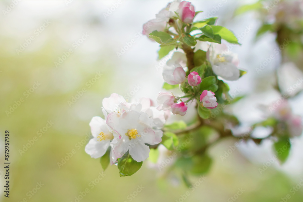 Fototapeta premium spring white flowers, blooming apple tree in the garden in the garden