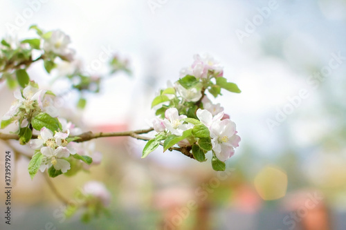 spring white flowers, blooming apple tree in the garden in the garden