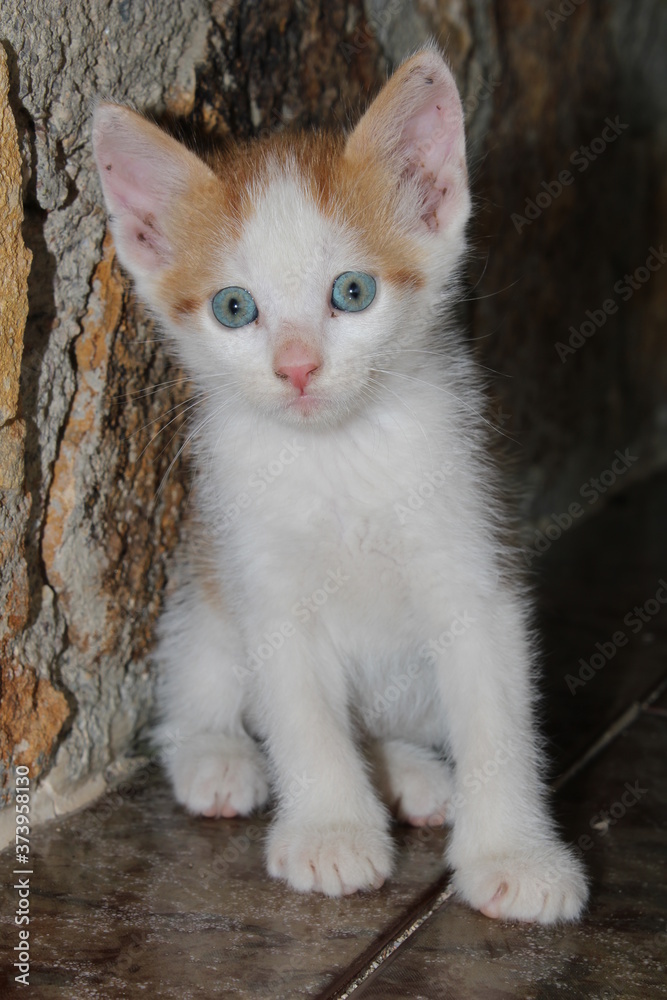 freír Pogo stick jump Rebaño Gato blanco con manchas marrones y ojos azules foto de Stock | Adobe Stock