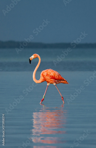 Flamingo