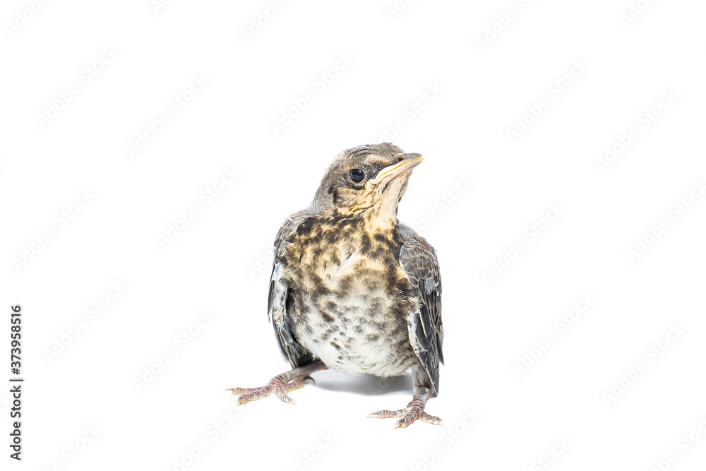 Fototapeta premium song thrush white background.