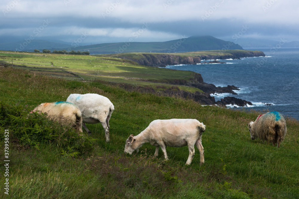 Sheep on Dingle peninsula's southern coast between Dingle town and Slea Head in County Kerry, Ireland.