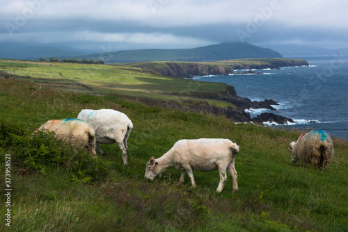 Sheep on Dingle peninsula's southern coast between Dingle town and Slea Head in County Kerry, Ireland.