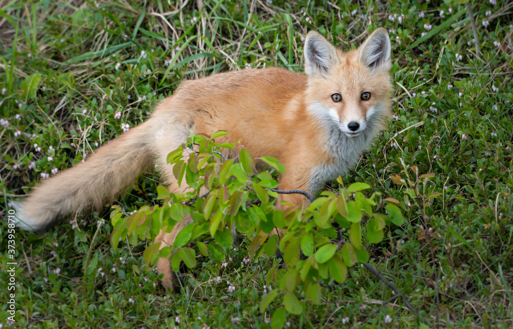 Fototapeta premium Red fox kit in the wild