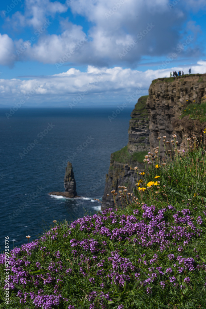 Wild flowers at the Cliffs Of Moher, Co Claire, Ireland.