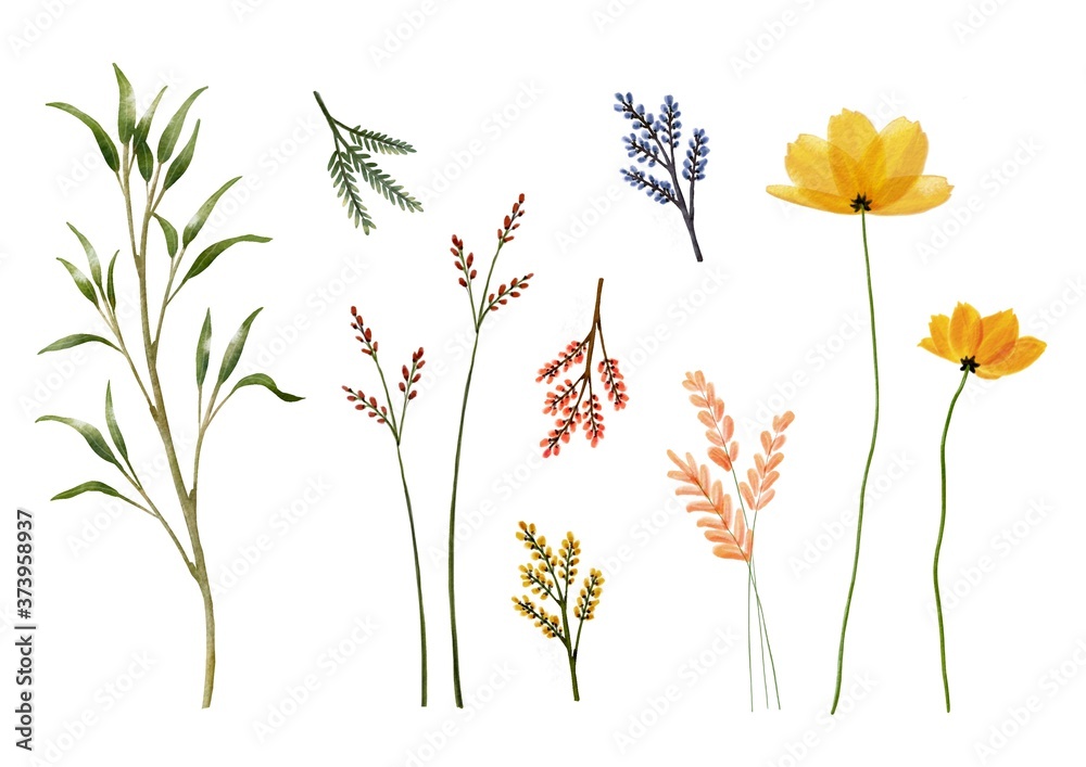 Set of watercolor flower isolated on paper,dry botanic Set of watercolor flower isolated on paper,dry botanic