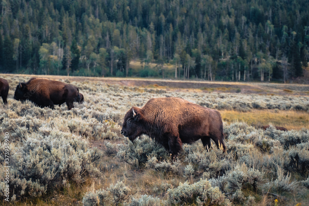 bison in yellowstone national park