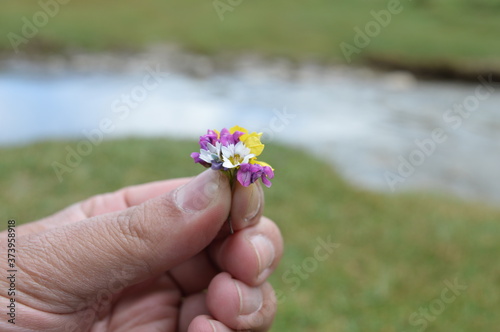 wild flower in the hands