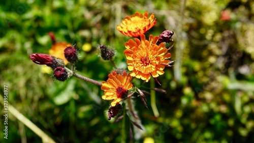 Blühende Alpenblumen im Hochgebirge photo