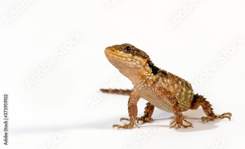 Tropical Girdled Lizard / Tropischer Zwerggürtelschweif (Cordylus tropidosternum) photo