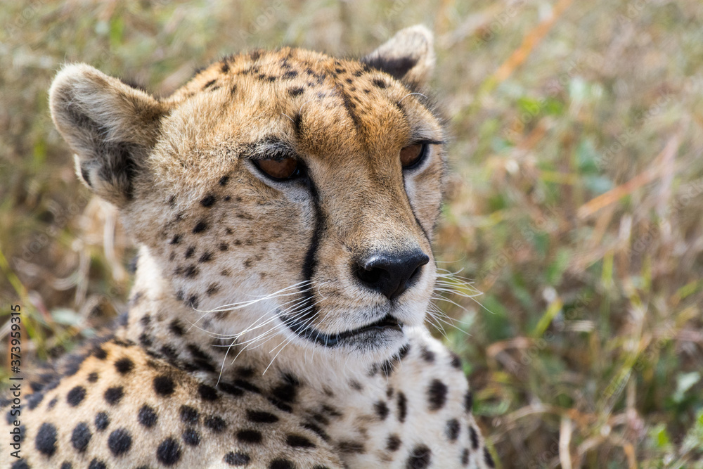Proud cheetah overlooking its neighborhood at Serengeti National Park, Tanzania, Africa. Proud cheetah overlooking its neighborhood at Serengeti National Park, Tanzania, Africa.