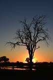 A barren tree is standing guard as the night sets is over the Kwai River in Botswana
