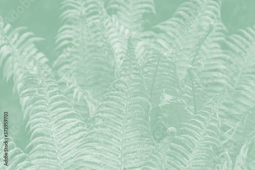 Light green fern leaves on a pale green background.
