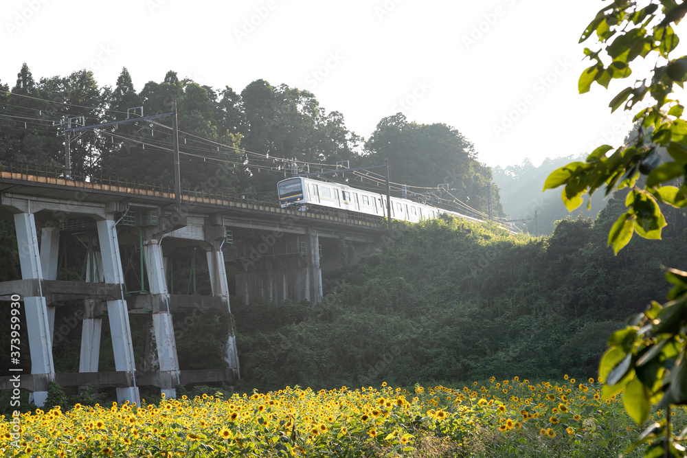 Fototapeta premium 鉄道高架橋とひまわり畑 千葉県大網白里市 日本