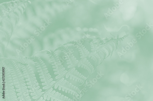 Light green fern leaves on a pale green background.