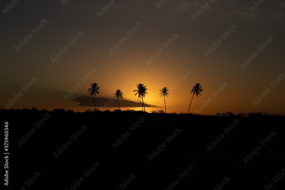 sunset palm tree
