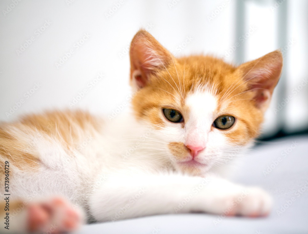 Diffident small kitten looking at Diffident small kitten looking at