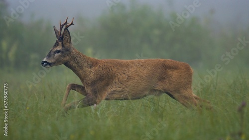 Roe deer (Capreolus)