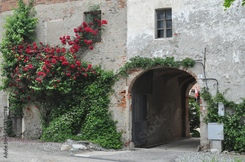 rose plant (Rosa) red flower on ancient wall © Silvia Crisman