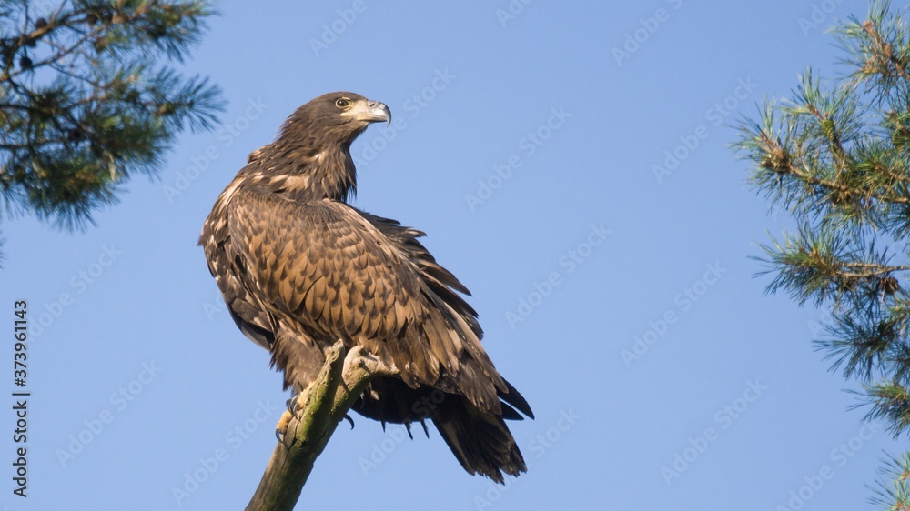 White tailed eagle (Haliaeetus albicilla) White tailed eagle (Haliaeetus albicilla)