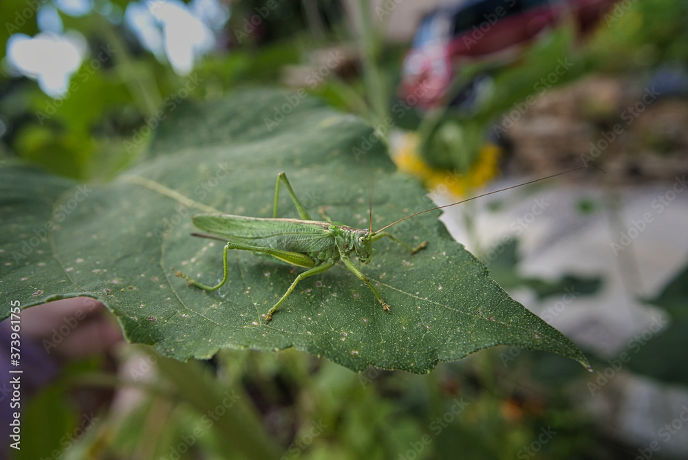 Close up, Nahaufnahme einer grünen Heuschrecke, Tettigonia viridissima zwischen Blättern Close up, Nahaufnahme einer grünen Heuschrecke, Tettigonia viridissima zwischen Blättern