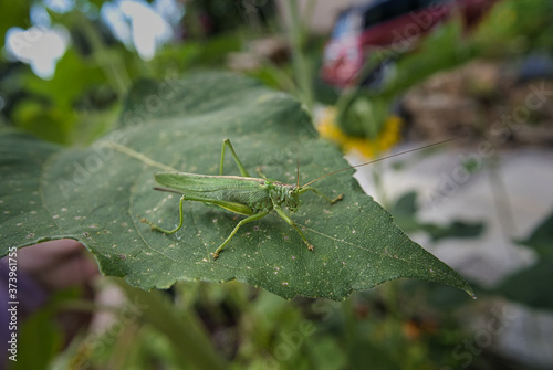 Close up, Nahaufnahme einer grünen Heuschrecke, Tettigonia viridissima zwischen Blättern