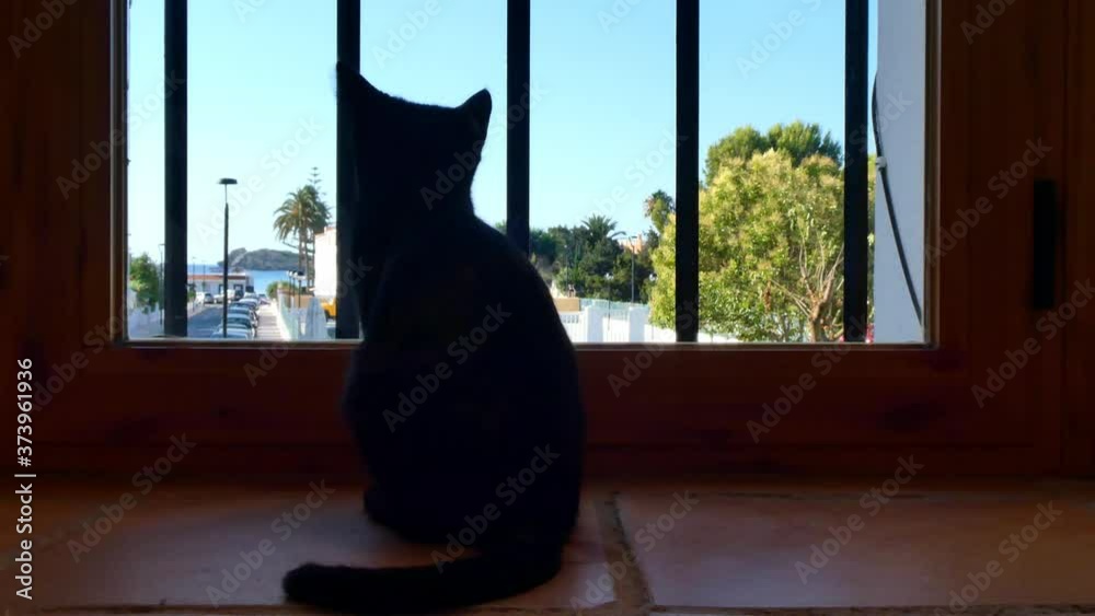 Black kitten looking and lying in front of the window