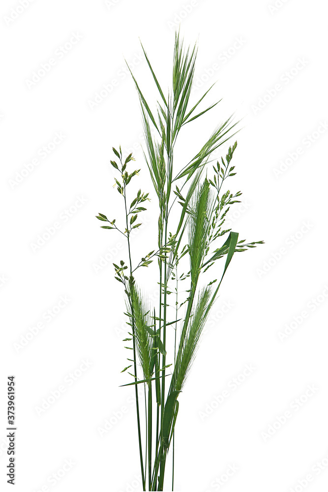 Fototapeta premium Bouquet de brins d'herbe 