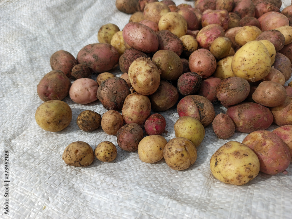 Fresh potato harvested. Texture vegetable white young potato. Close-up top view of a bunch of freshly harvested crops. The potatoes are dried in the sun. Food photography. Harvesting.