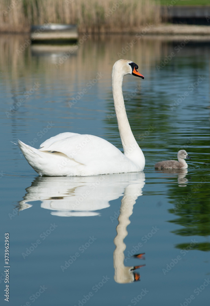 Mute swans with cygnets in morning light. Cambourne, Cambridgeshire, England. Mute swans with cygnets in morning light. Cambourne, Cambridgeshire, England.