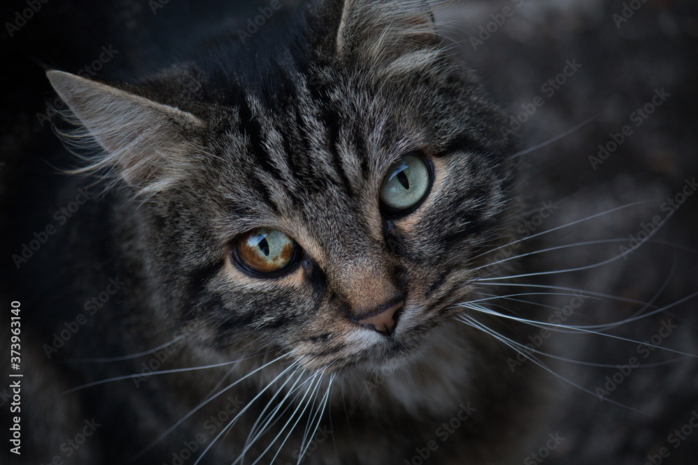 Portrait of a tabby cat with heterochromia in his right eye Portrait of a tabby cat with heterochromia in his right eye