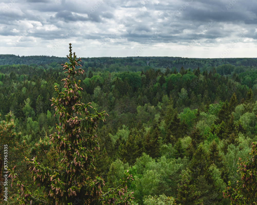 Obraz premium Spruce tree with cones on a forest background.