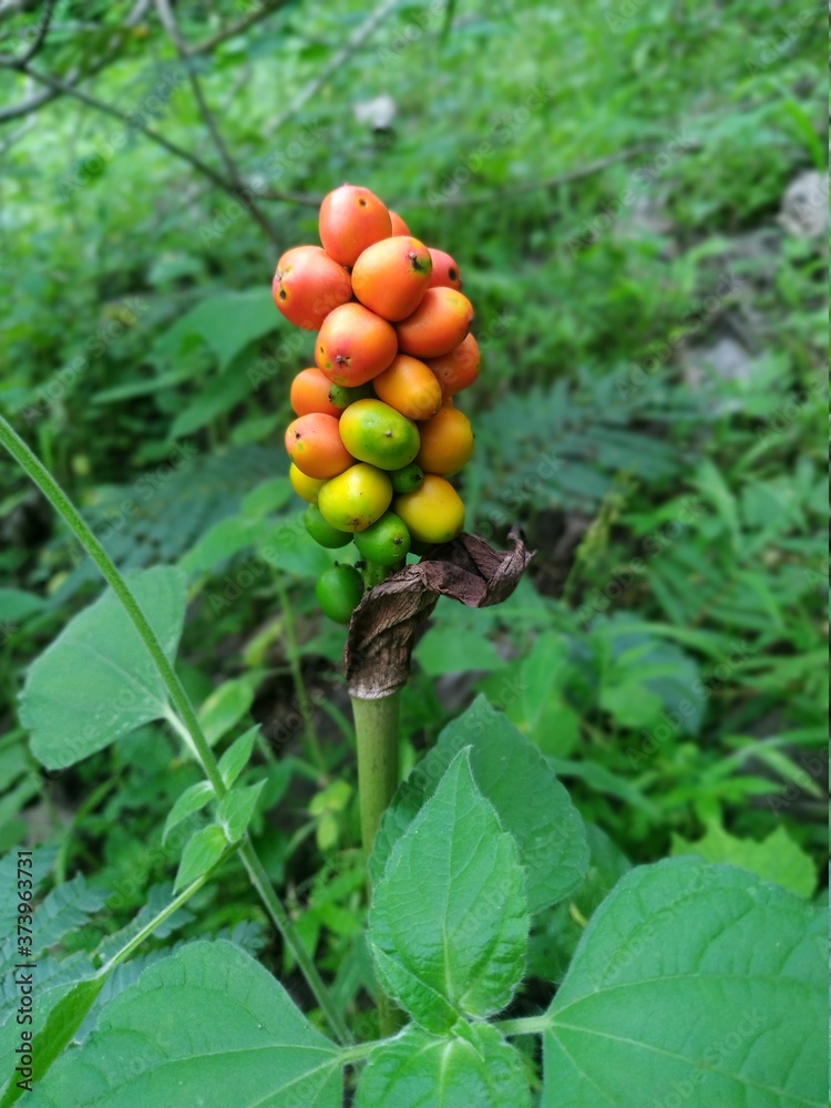 wild berries : red and yellow round berry-like fruits found in jungles. wild berries : red and yellow round berry-like fruits found in jungles.