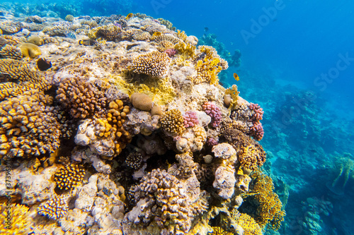 colorful corals and exotic fishes at the bottom of the red sea. beautiful natural summer background