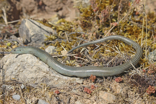 The western three-toed skink (Chalcides striatus) is a species of lizard with tiny legs in the family Scincidae. Is native to southwestern parts of Europe, Liguria, southern France, Spain and Portugal photo