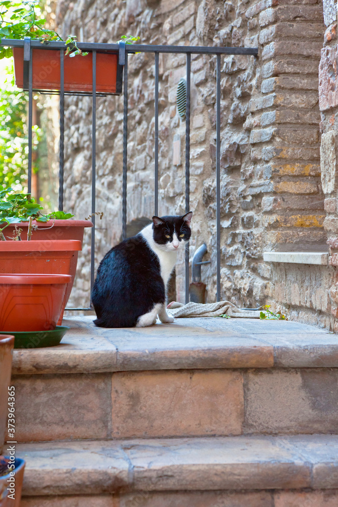 Curious cat in an old town in Tuscany, Italy.