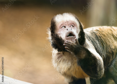 Tufted capuchin monkey (Sapajus apella) with cheeky expression.