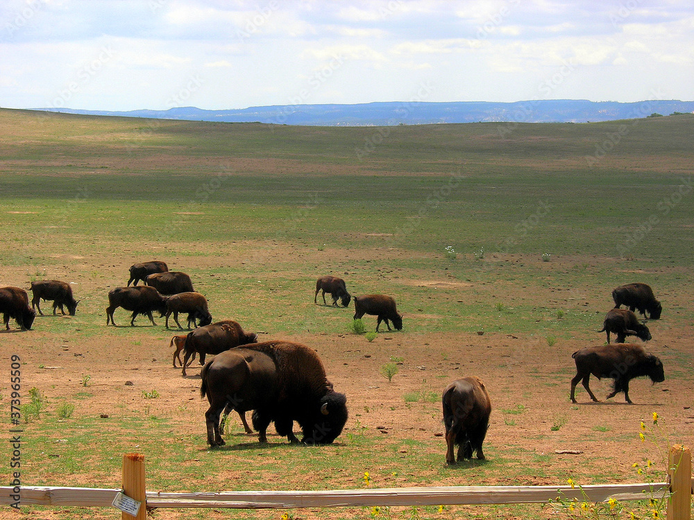 Herd of grazing bisons