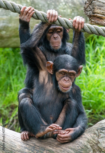Fototapeta Two baby Chimpanzees playing