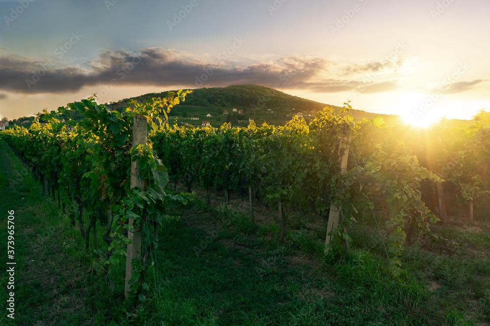 Fototapeta premium winery rows of grape vines in Villany Hungary with Szarsomlyo hill and sunset