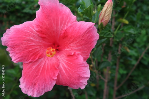 pink hibiscus flower